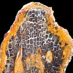 Close up of Petrified Wood - Shrink wood from Colorado