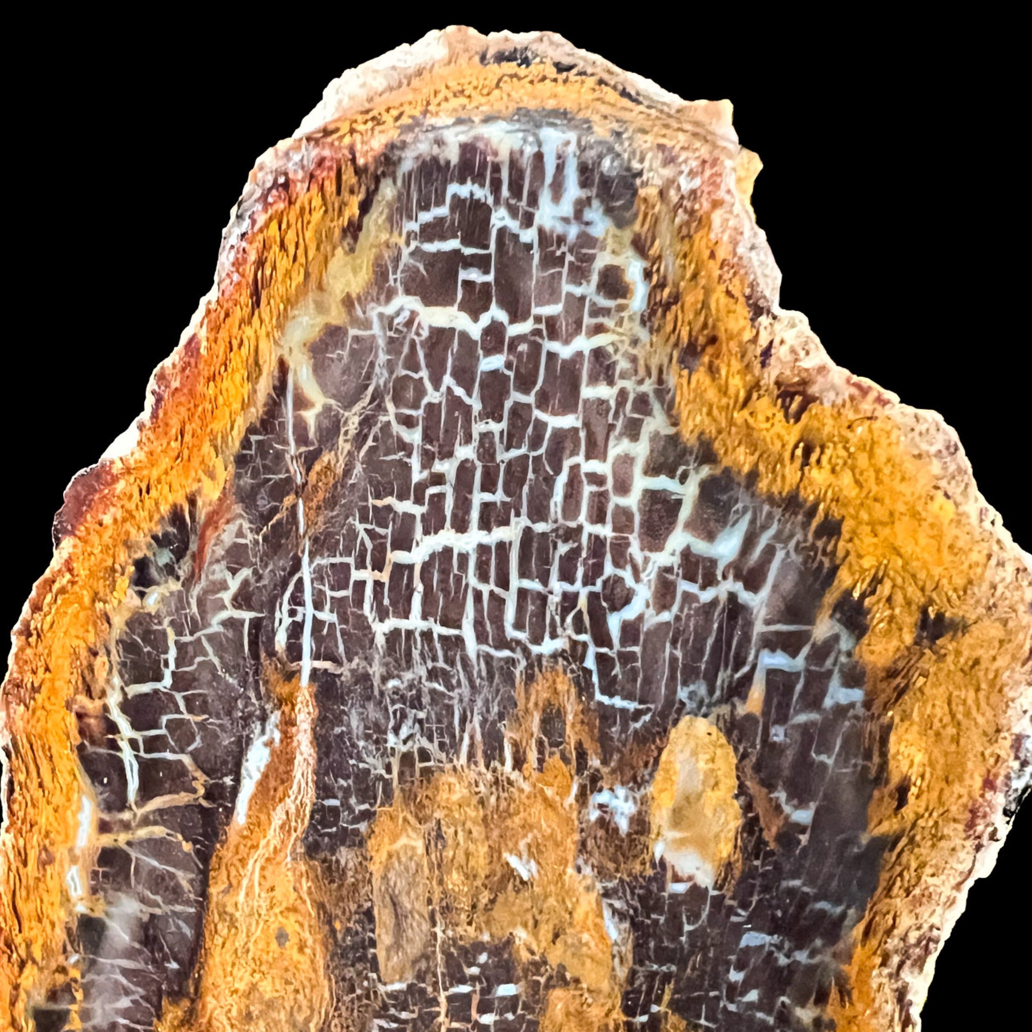 Close up of Petrified Wood - Shrink wood from Colorado