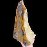 Side view of Petrified Wood specimen from Parker Colorado