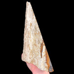 Side View of Petrified Wood specimen from Parker, CO