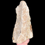 Back side of Petrified Wood from Parker, Colorado
