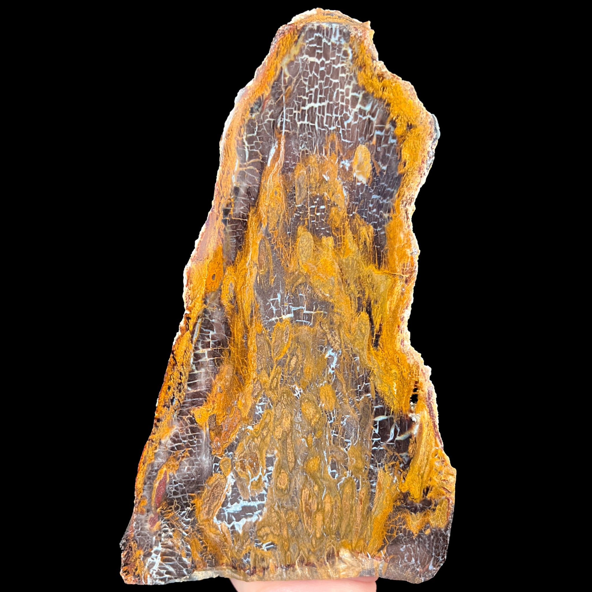 Petrified Wood from Parker, Colorado