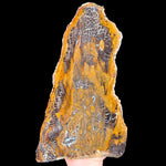 Petrified Wood fossil specimen from Parker, Colorado