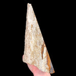 Side view of  Petrified Wood specimen from Parker, Colorado