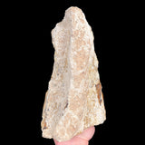Natural back side of Petrified Wood specimen from Colorado