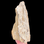 Back side of Petrified Wood specimen from Parker, Colorado showing natural sides
