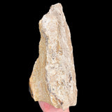 Back side of Petrified Wood specimen from Parker, Colorado showing natural sides