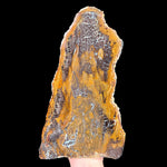 Parker Colorado petrified wood fossil specimen
