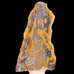 Petrified Wood from Parker, Colorado