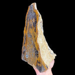 Side view of partially polished Petrified Wood from Parker, Colorado