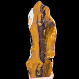 Petrified Wood Fossil from Parker Colorado