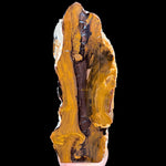 Fossil Petrified Wood from Parker, Colorado