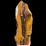 Petrified Wood