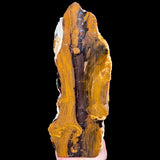 Petrified Wood