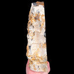 Side View of Fossil Petrified Wood from Parker, Colorado