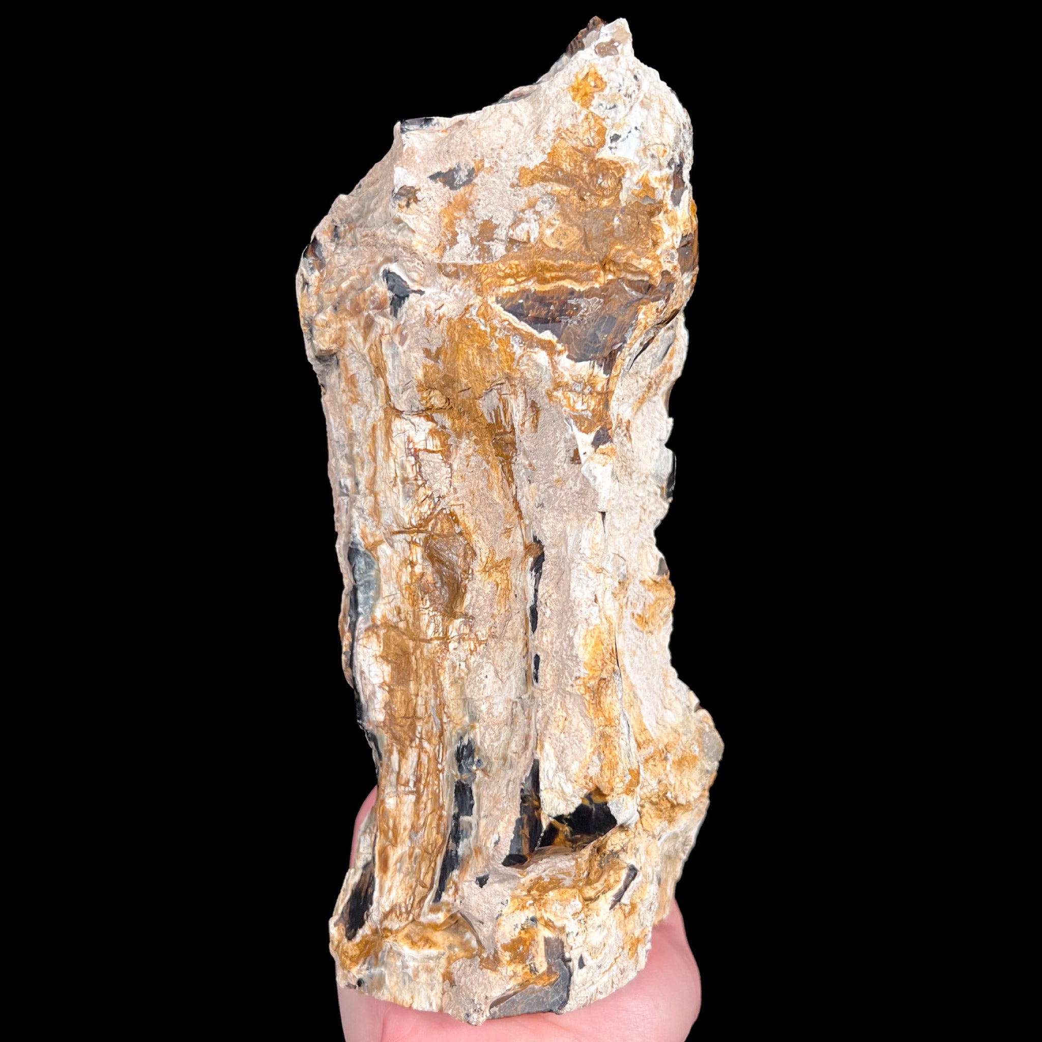 Back side of Petrified Wood from Parker Colorado