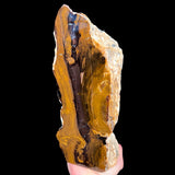 Petrified Wood
