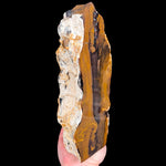 Side View of Petrified Wood from Parker, Colorado