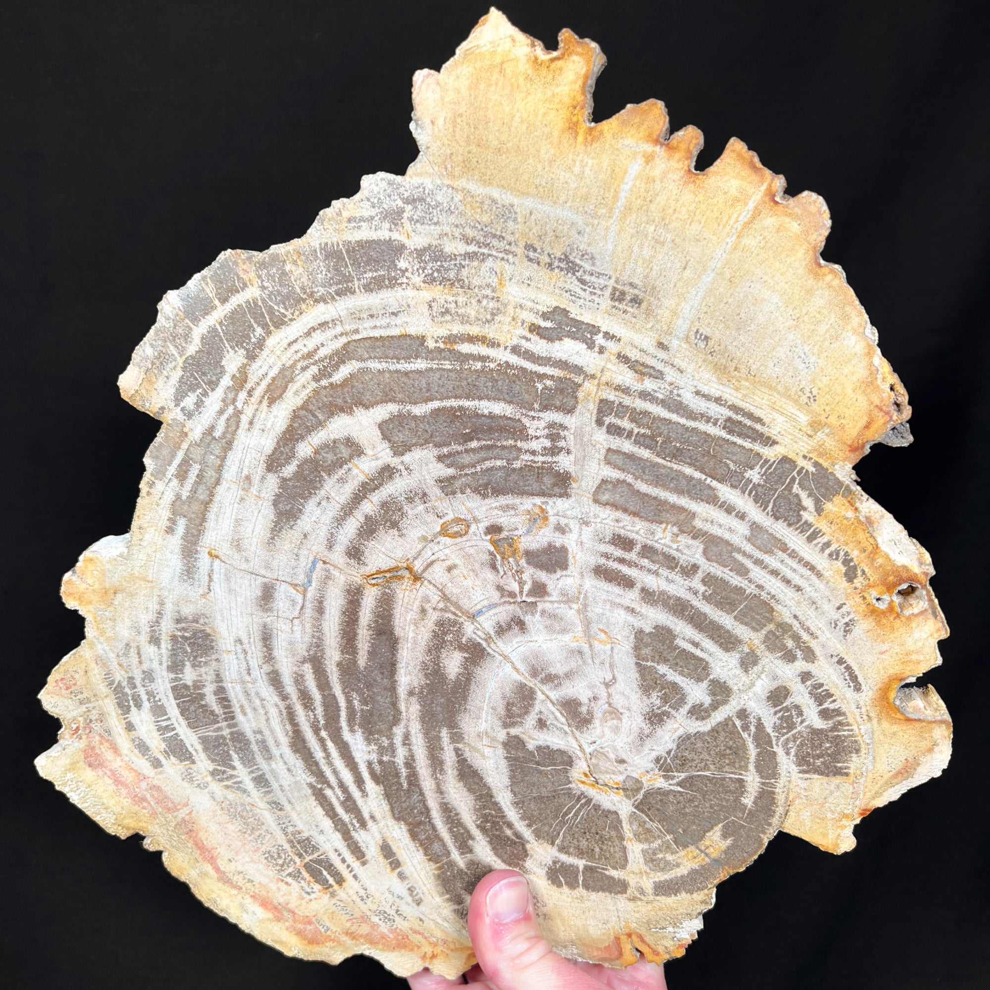 Large Petrified Wood Slice from Indonesi