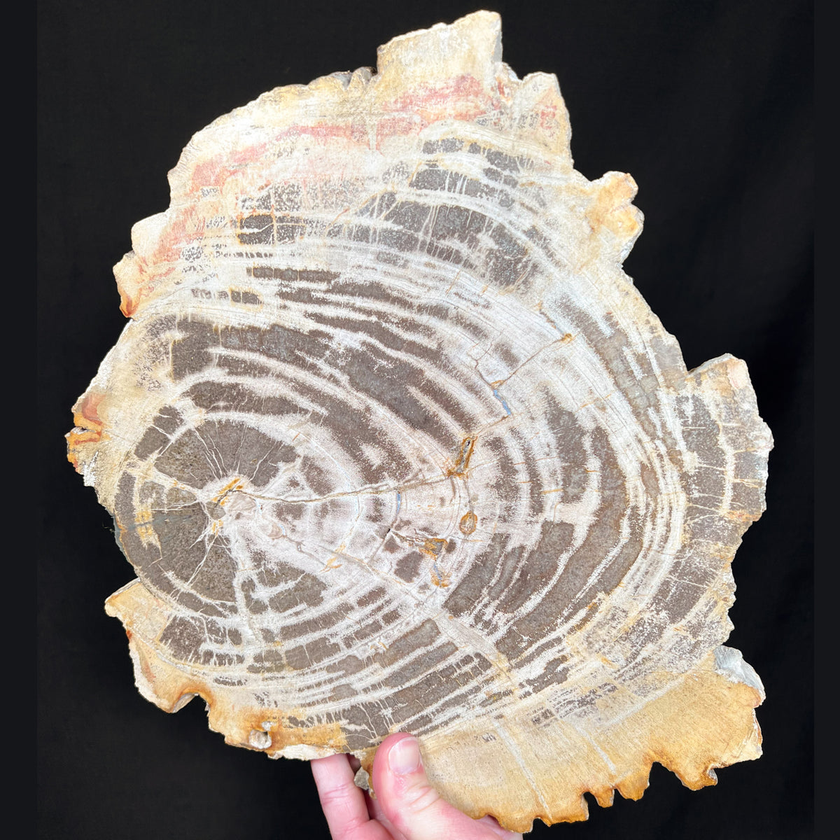 Large Petrified Wood Slice from Indonesi