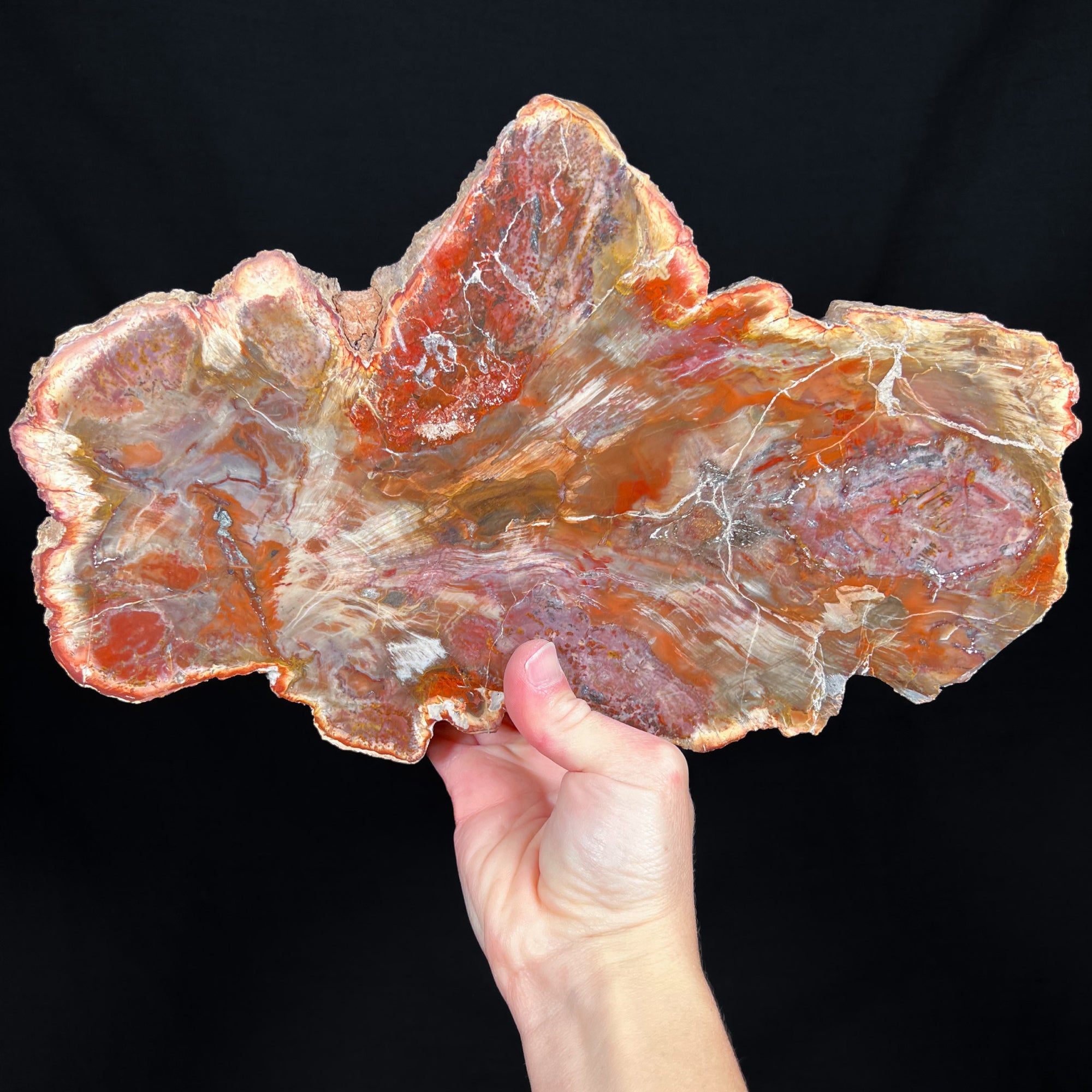 Petrified Wood Slab Madagascar