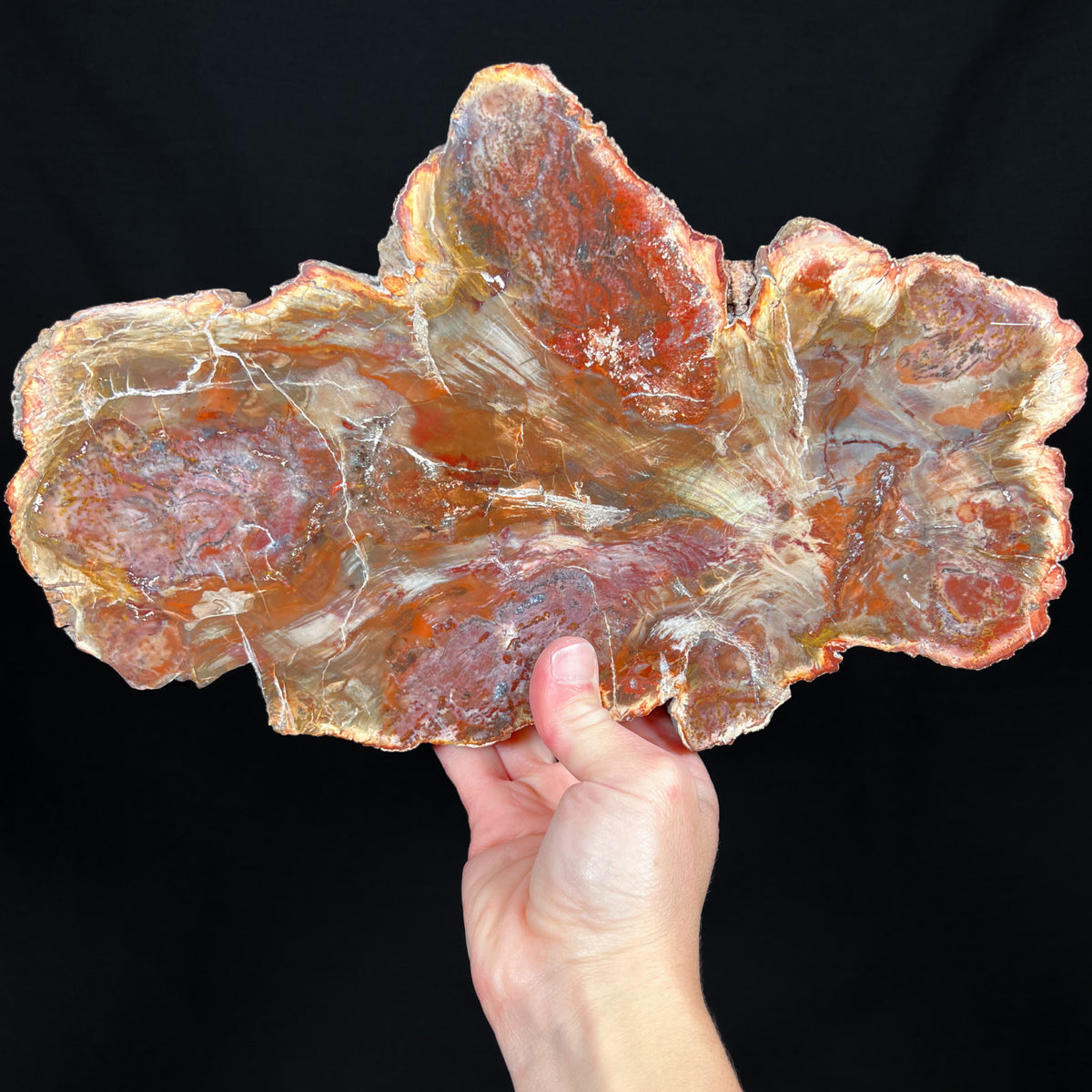 Petrified Wood Slab Madagascar