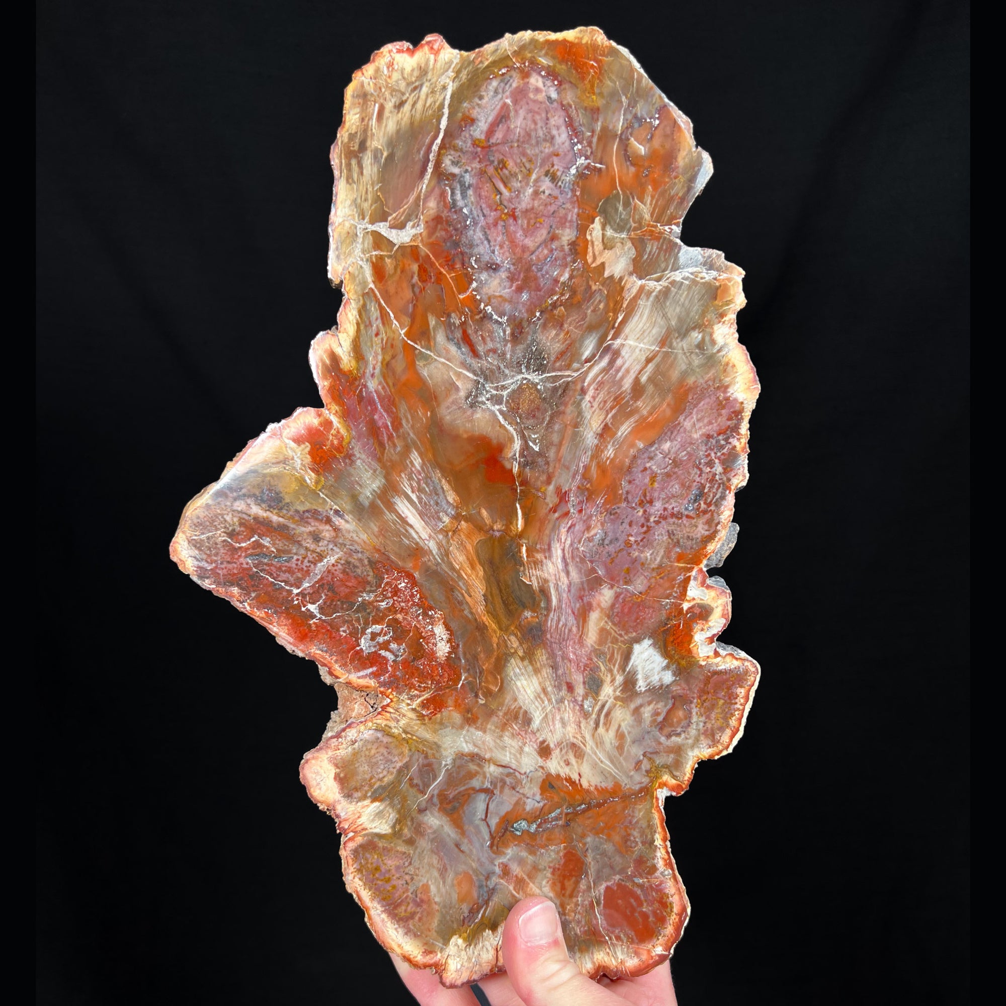 Petrified Wood Slab Madagascar