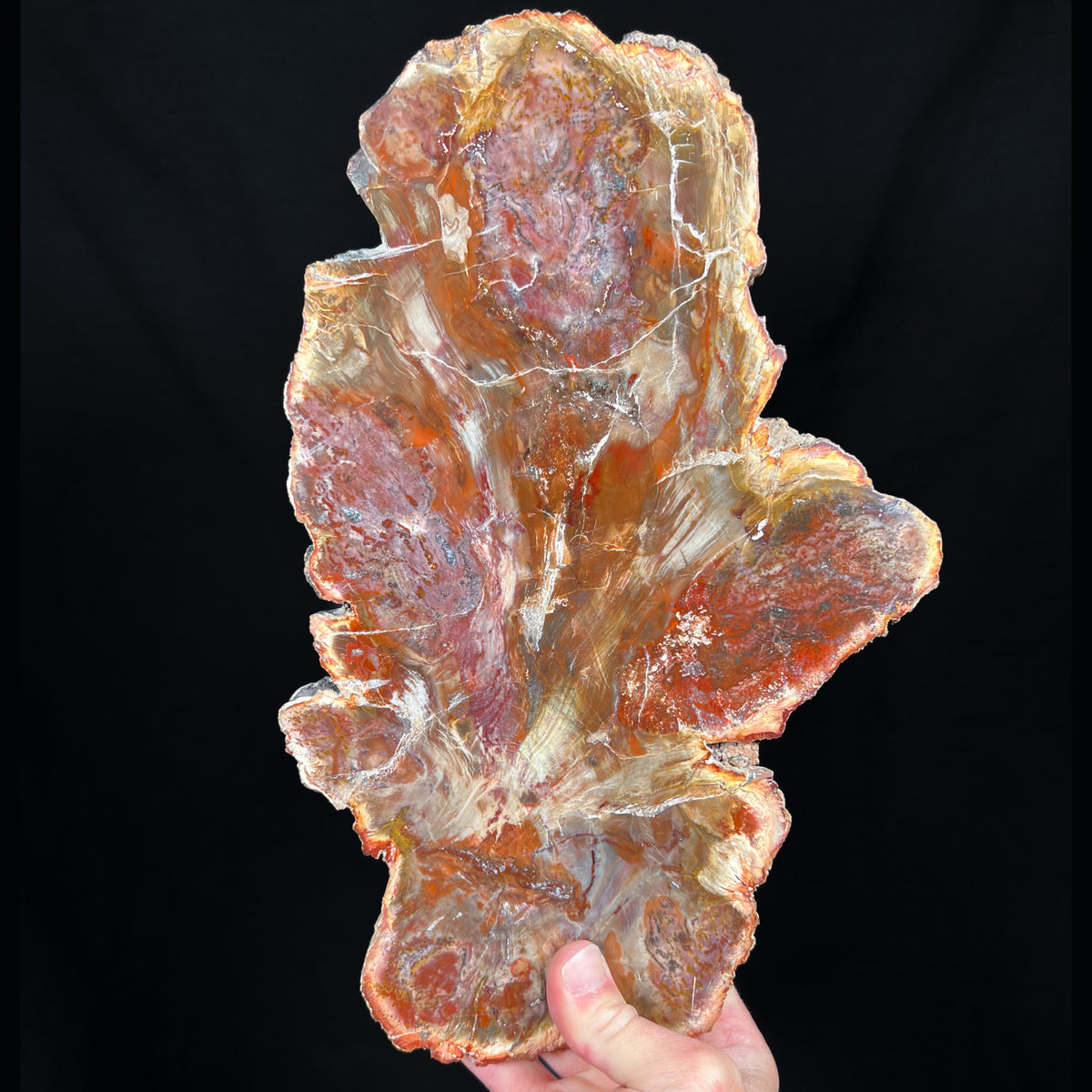 Petrified Wood Slice Madagascar