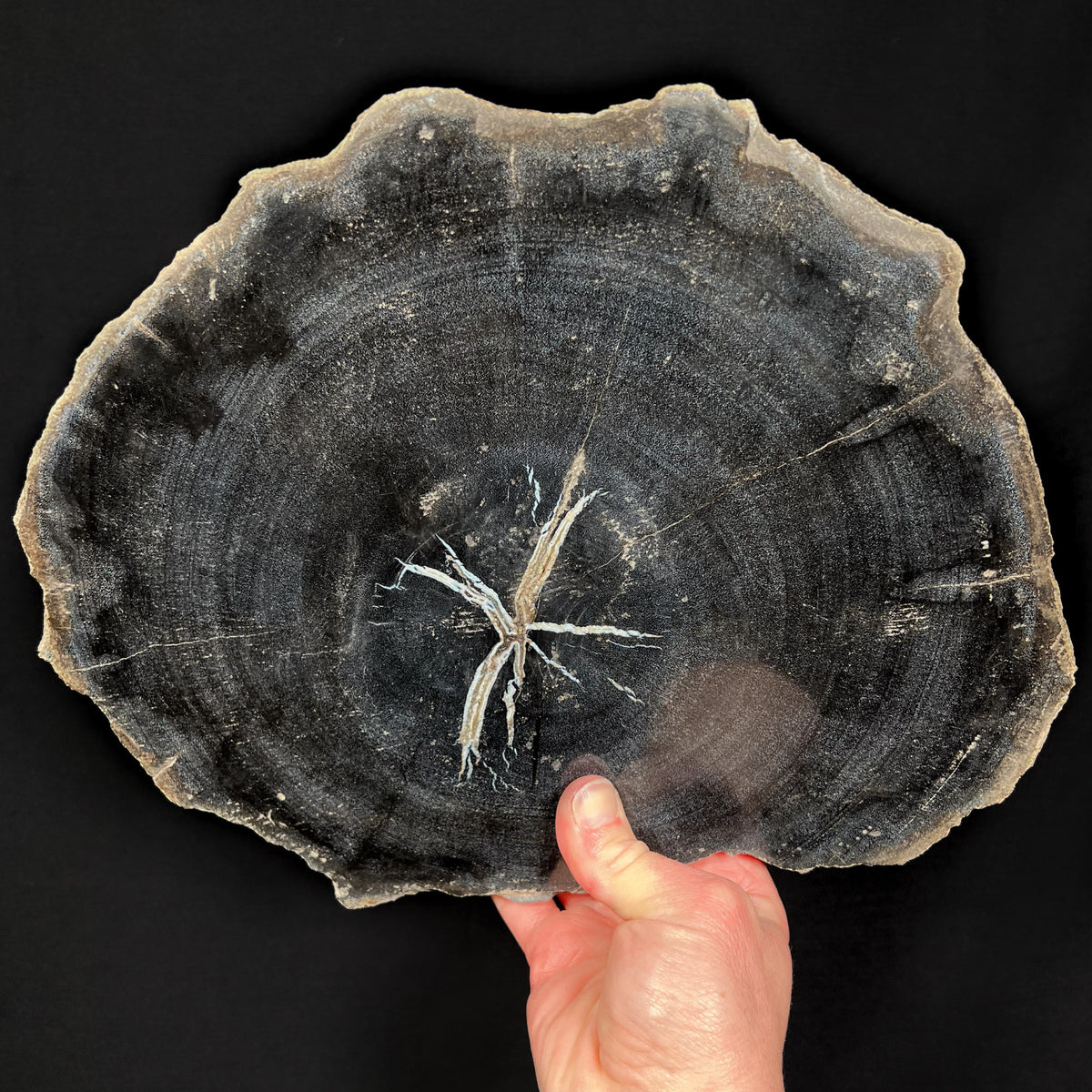 Black Petrified Wood Slab from Indonesia