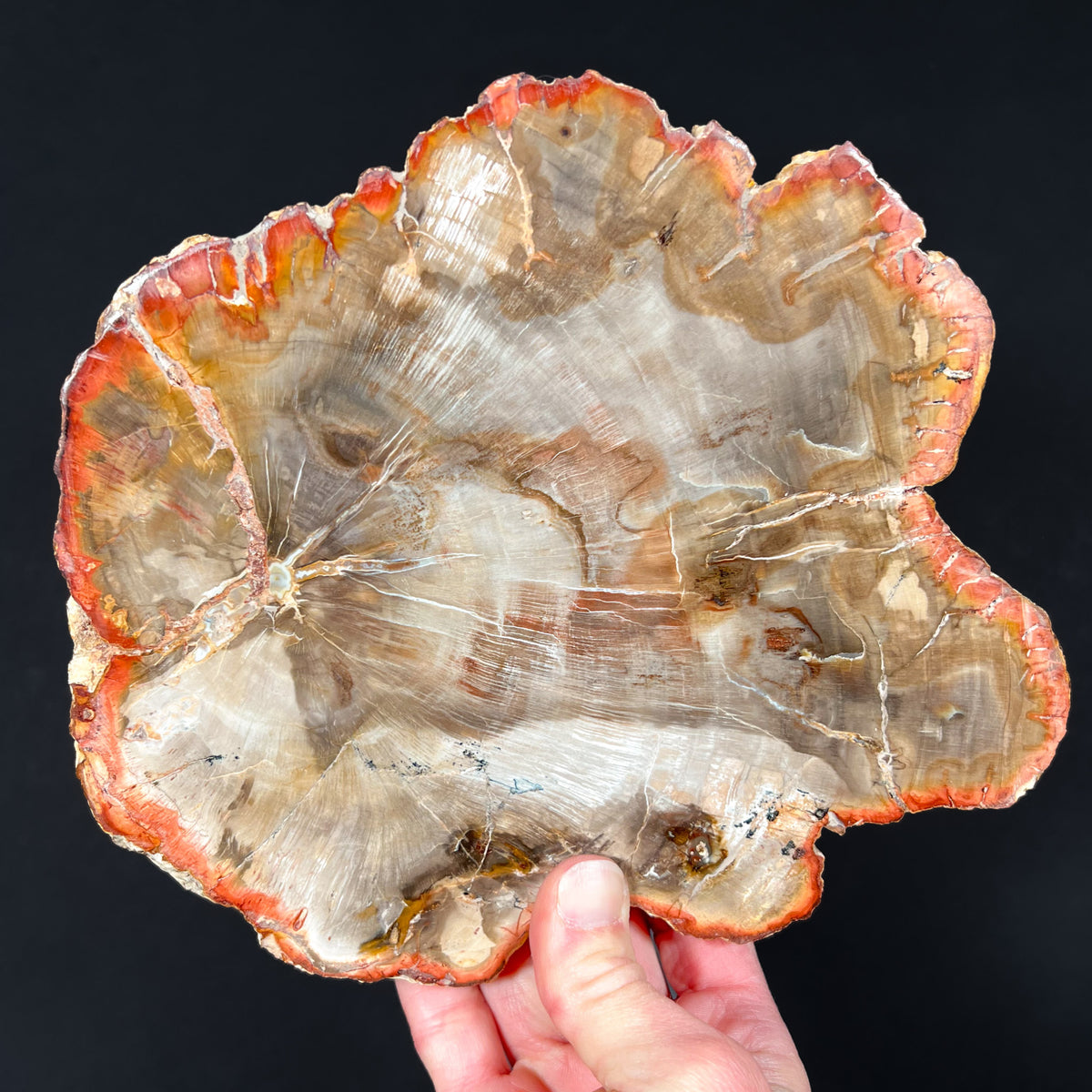 Red, Orange and Earth Toned Petrified Wood Slice