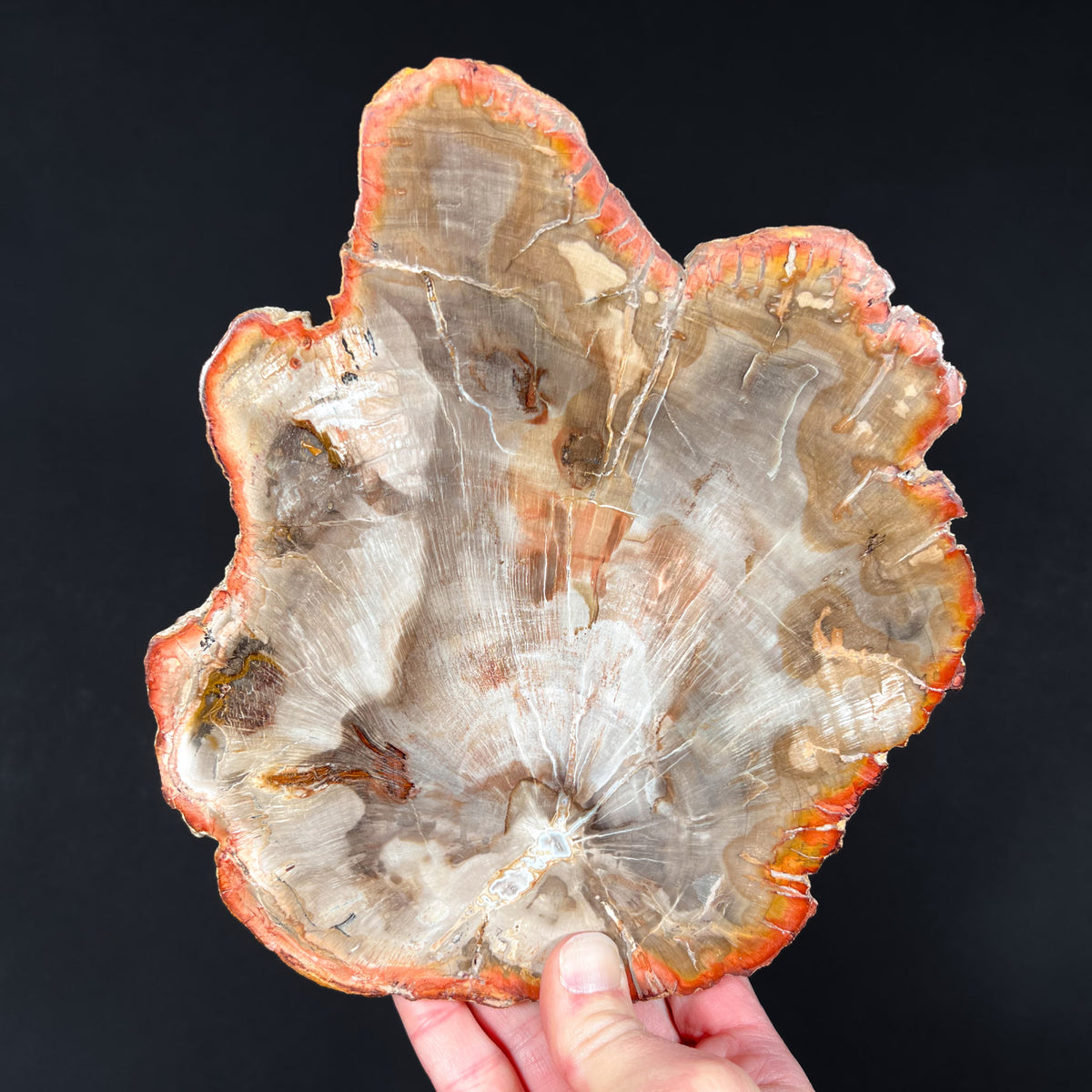 Petrified Wood Fossil from Madagascar