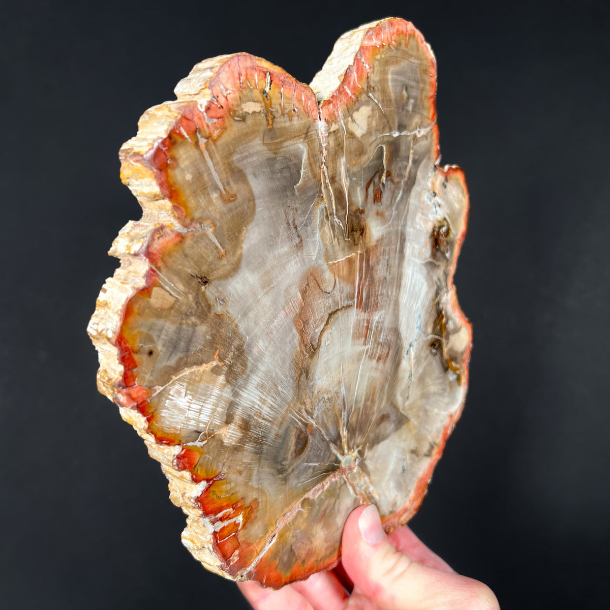 Side View of Raw Edges on Petrified Wood Slice