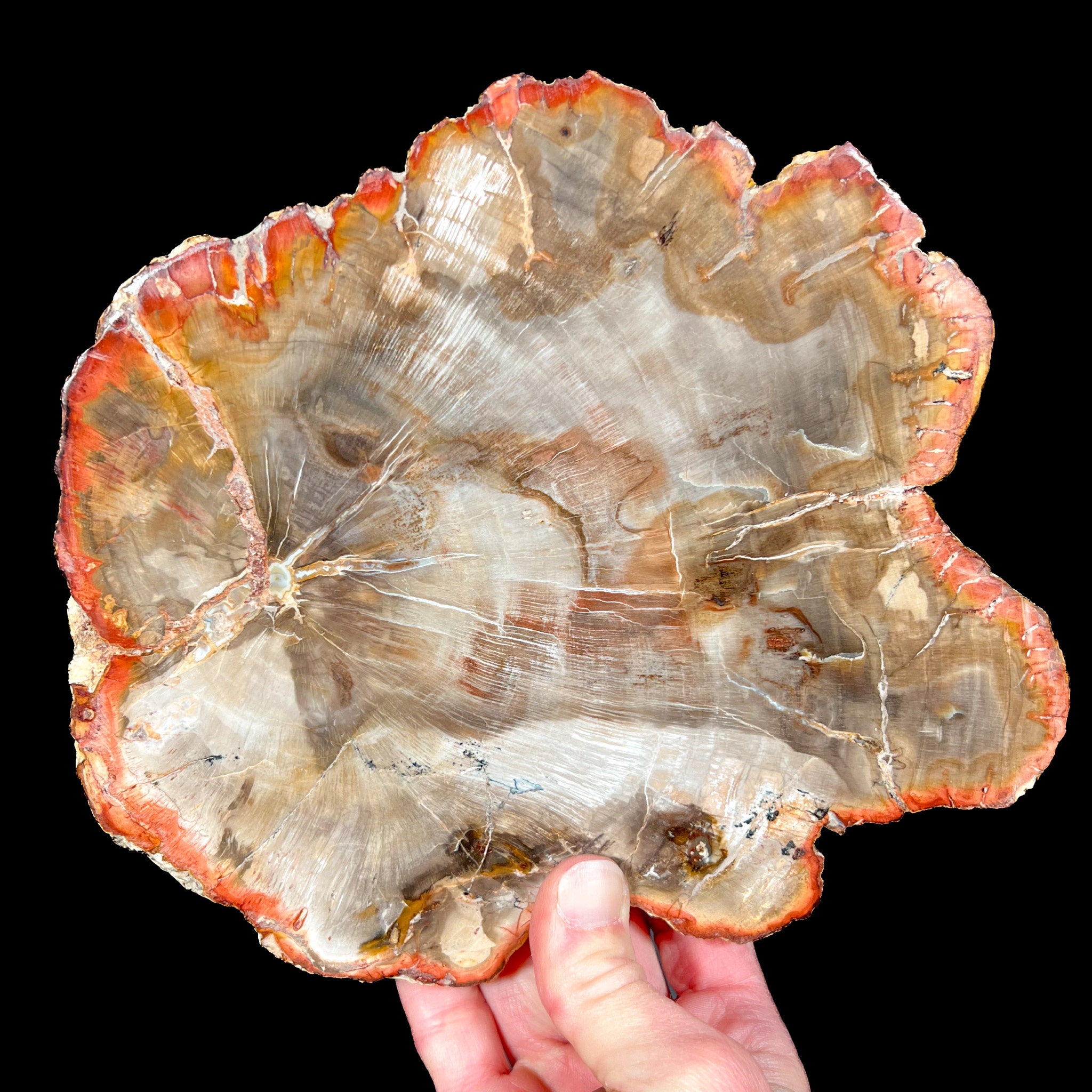 Red, Orange and Earth Toned Petrified Wood Slice