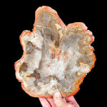 Petrified Wood Fossil from Madagascar