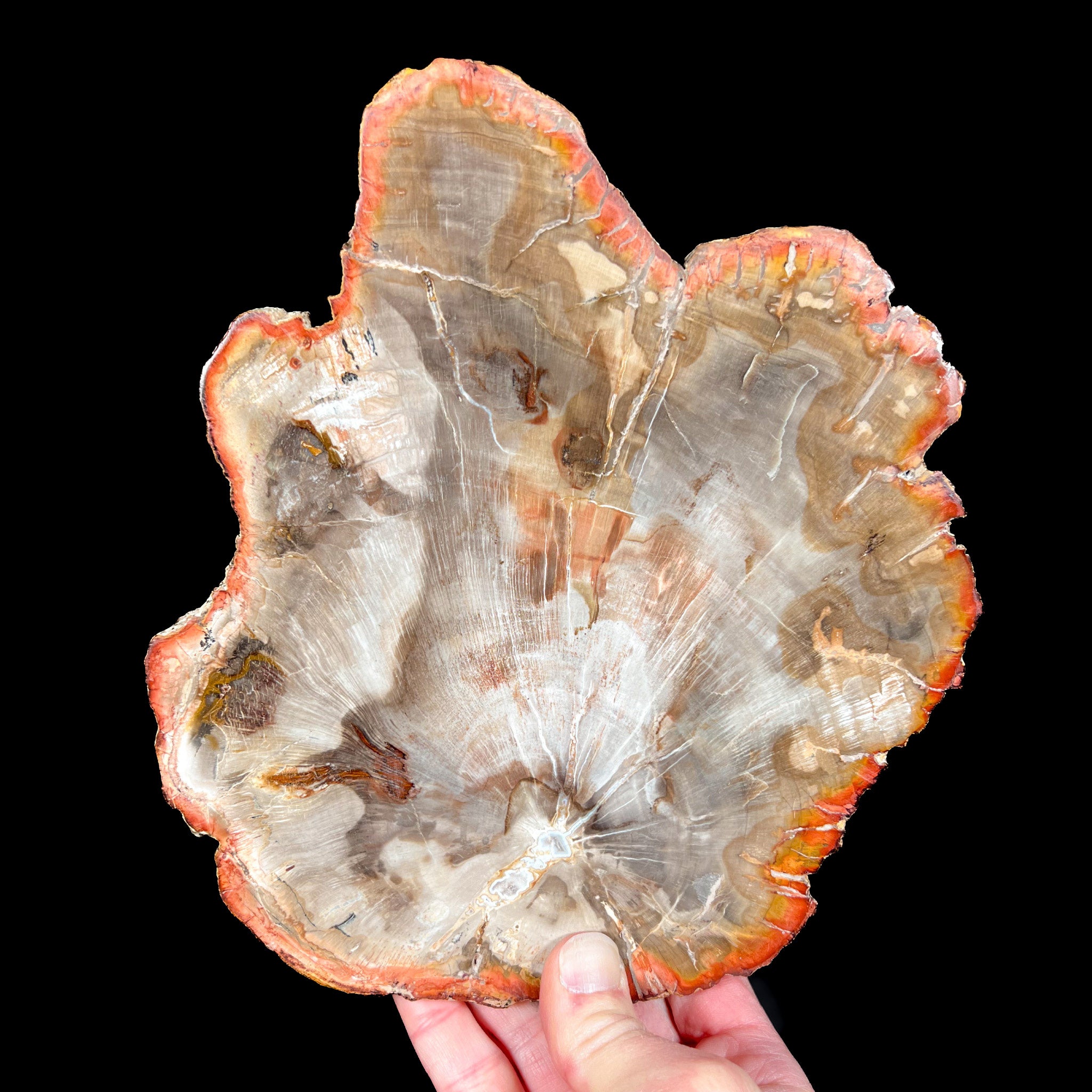 Petrified Wood Fossil from Madagascar