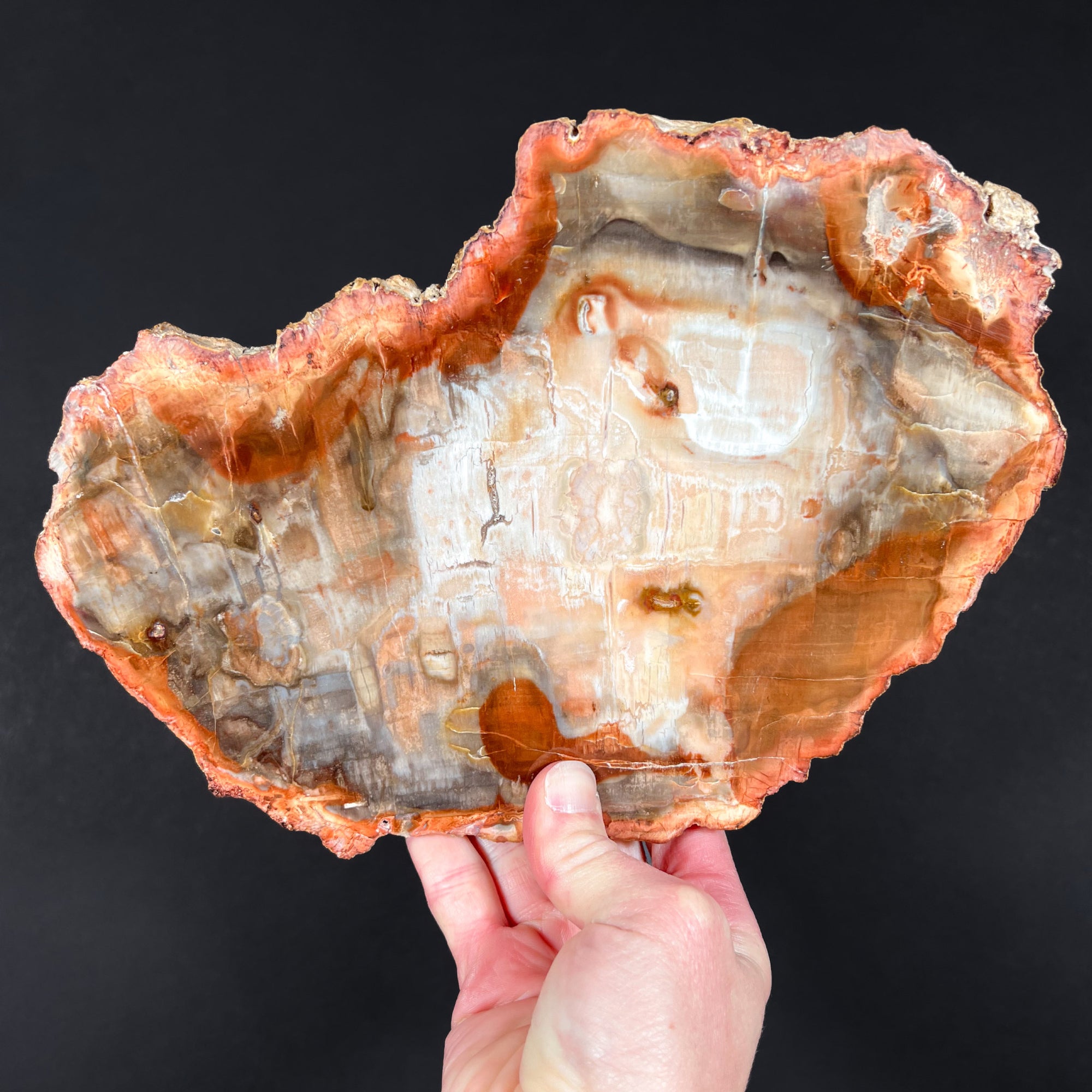 Red and Earth Tone Petrified Wood Slice from Madagascar