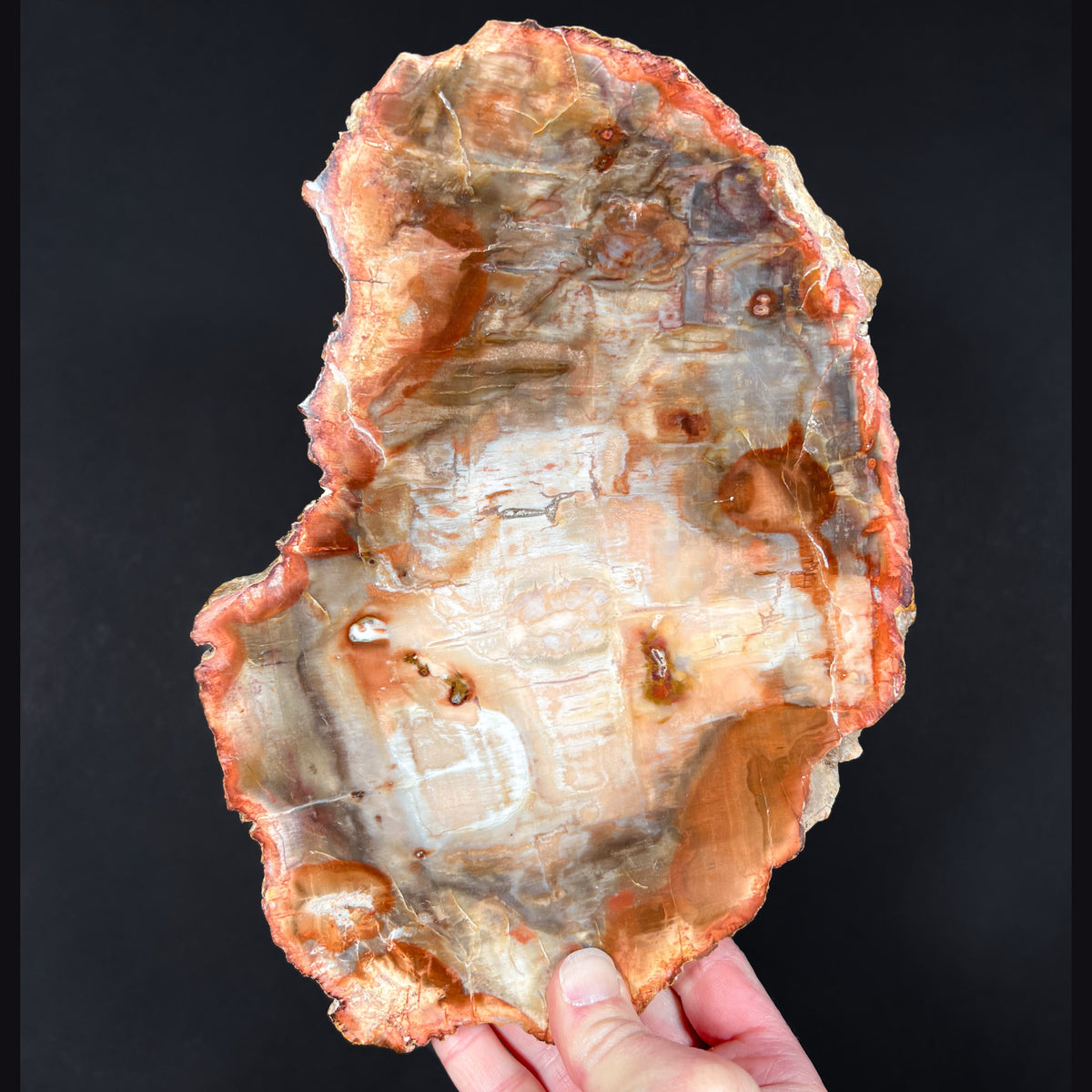 Red Petrified Wood Slice from Madagascar
