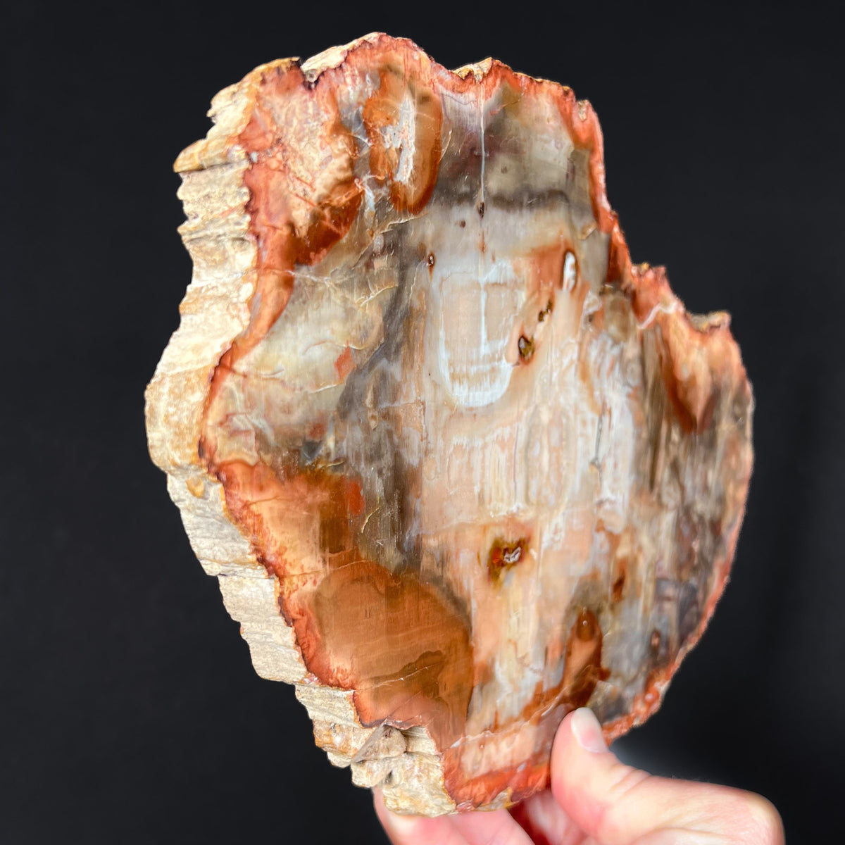  Edges of Petrified Wood from Madagascar