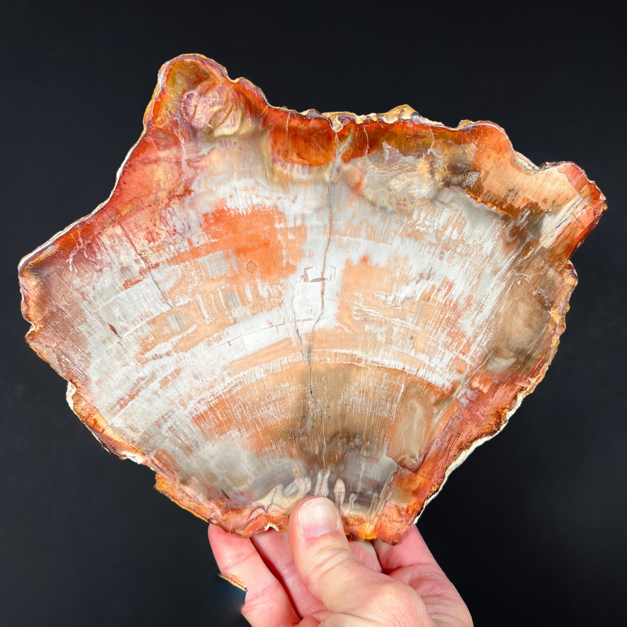 Red and Pink Petrified Wood Slice from Madagascar