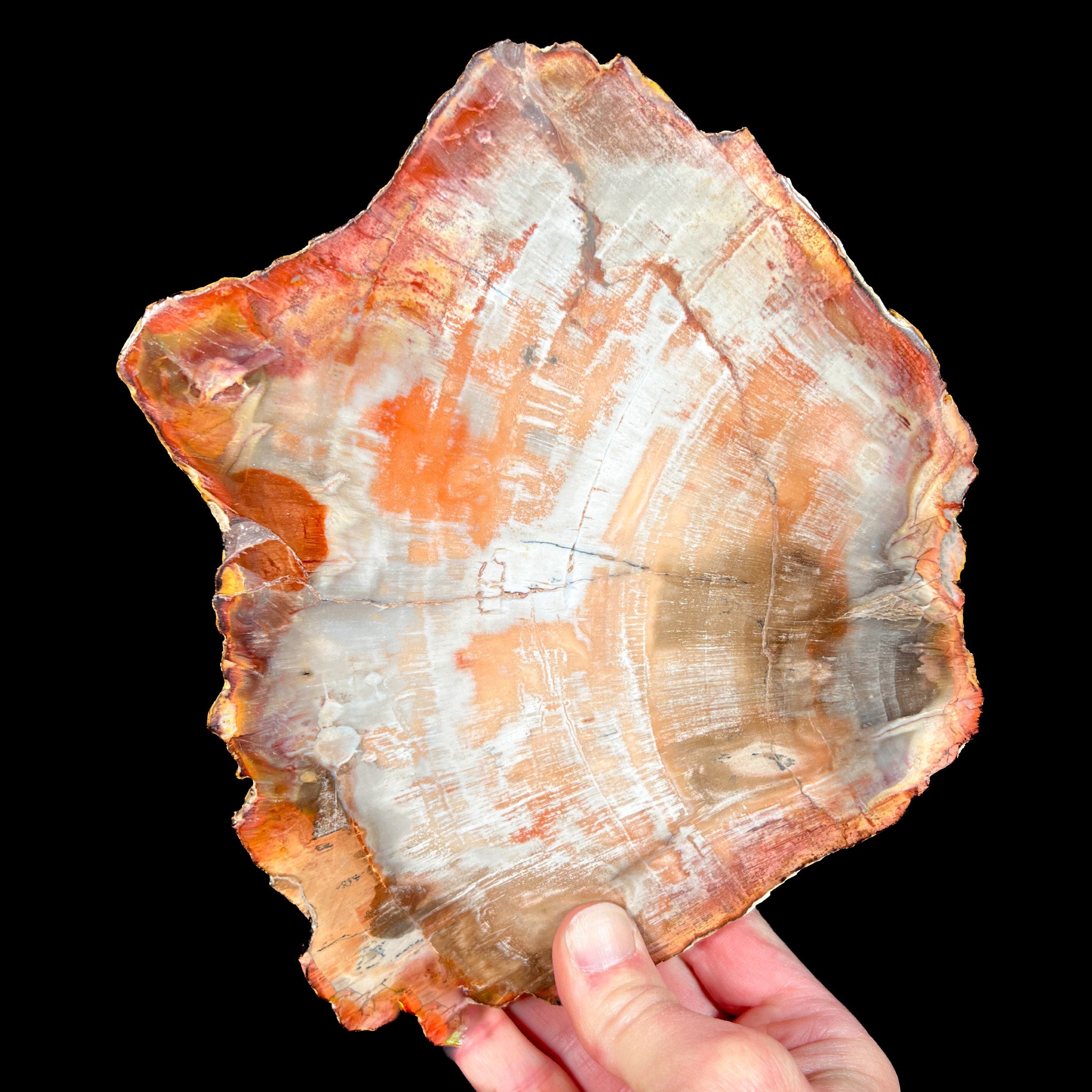 Red and Orange Petrified Wood Fossil from Madagascar