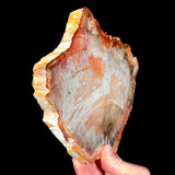 Side View of Raw Petrified Wood Edge