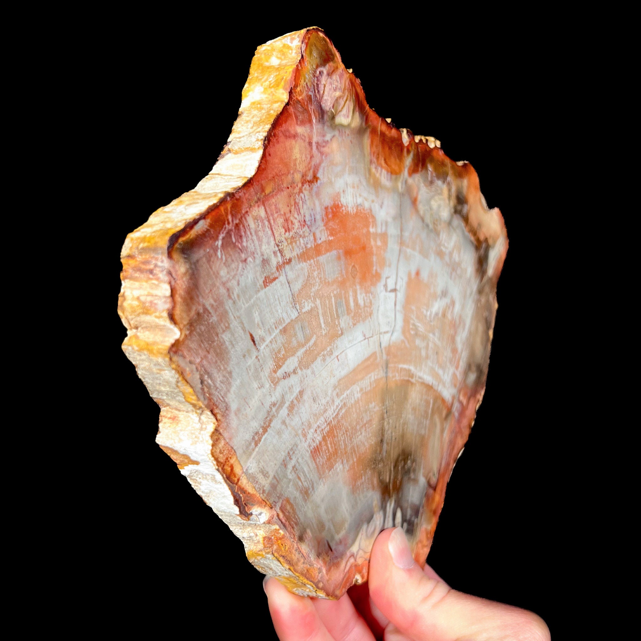 Side View of Raw Petrified Wood Edge