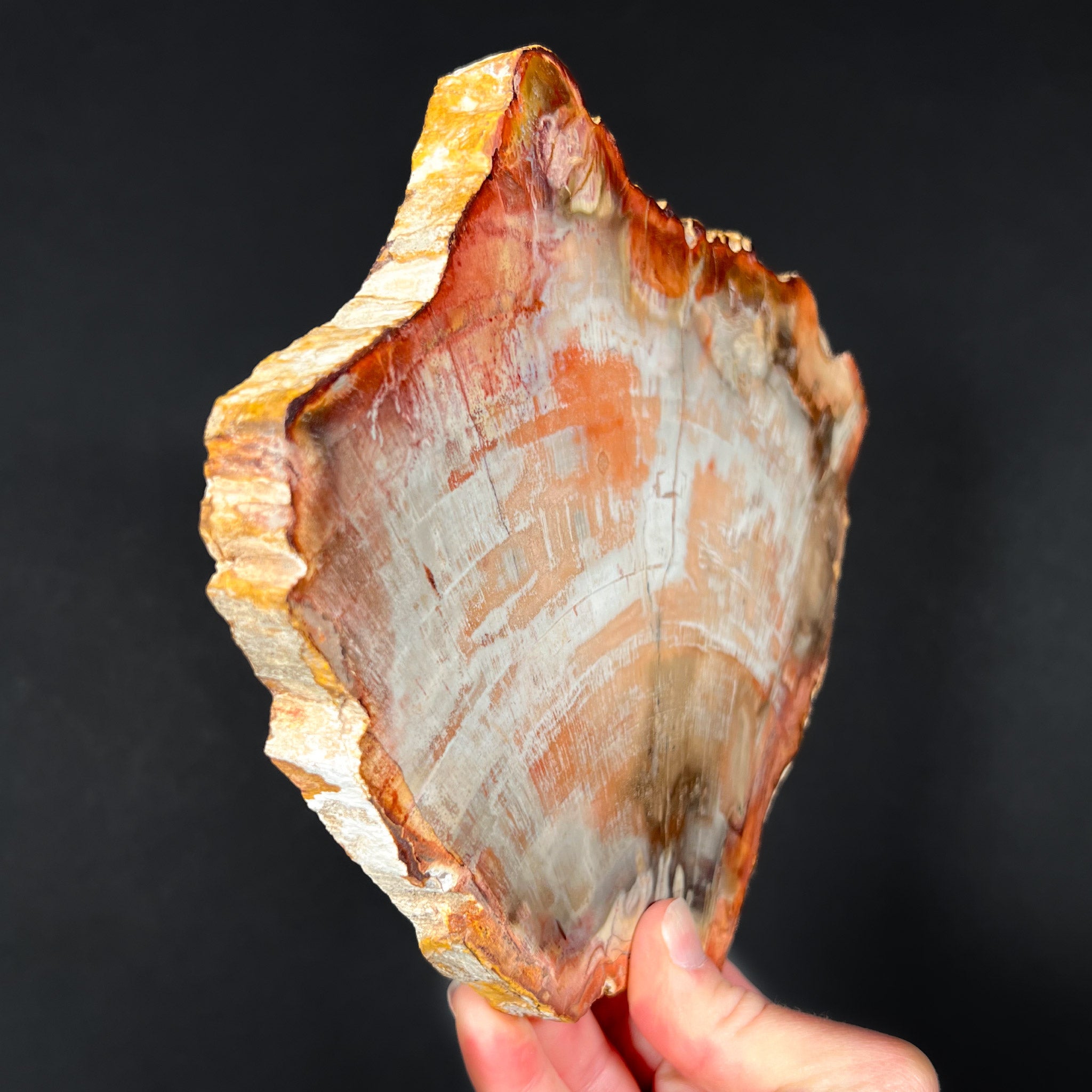 Petrified Wood Slice from Madagascar | For Sale | Unearthed Store