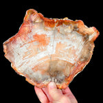 Red and Pink Petrified Wood Slice from Madagascar