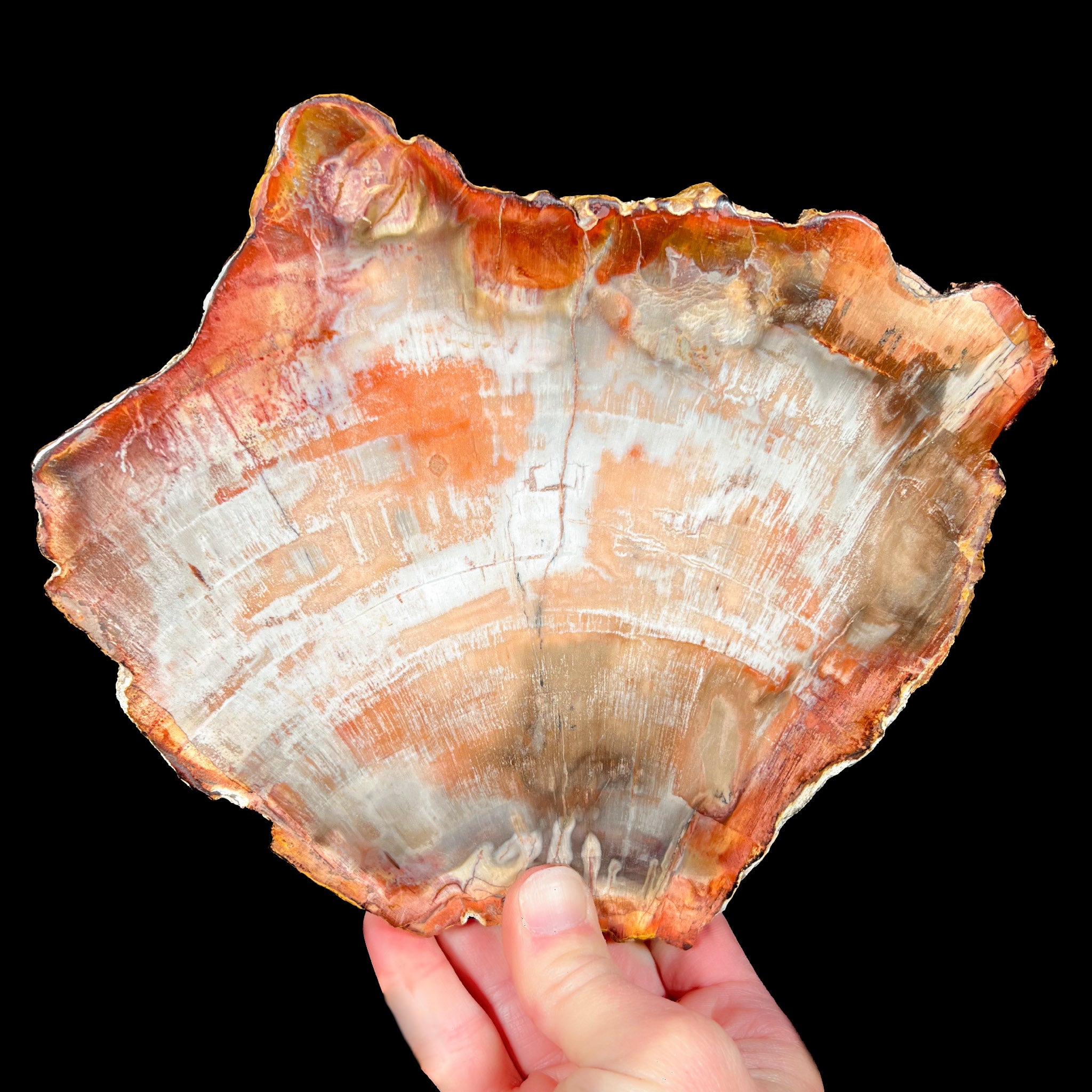 Red and Pink Petrified Wood Slice from Madagascar