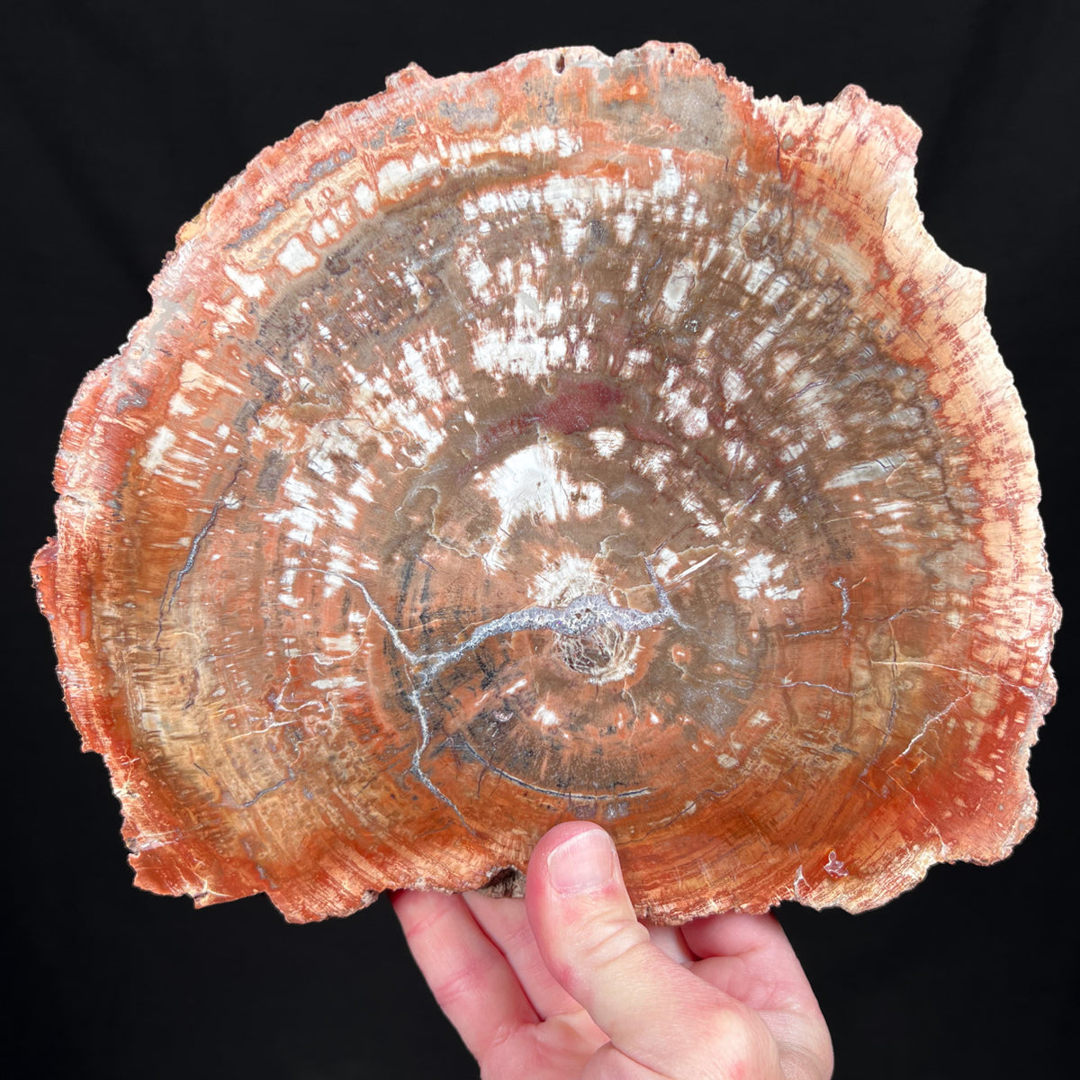 Petrified Wood Slice Madagascar