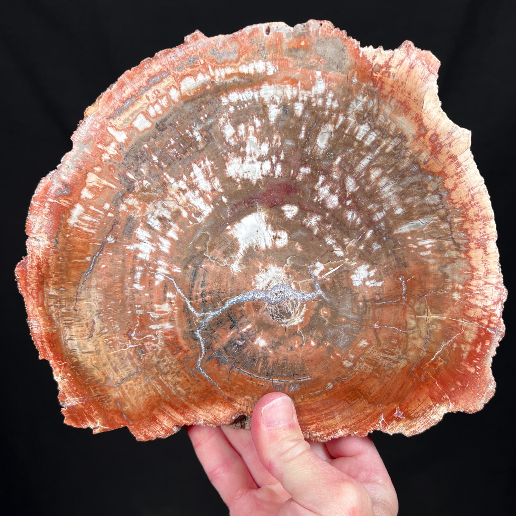 Petrified wood slab Madagascar