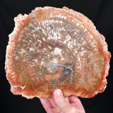Petrified wood slab Madagascar