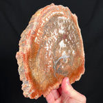 Petrified Wood Slice Madagascar