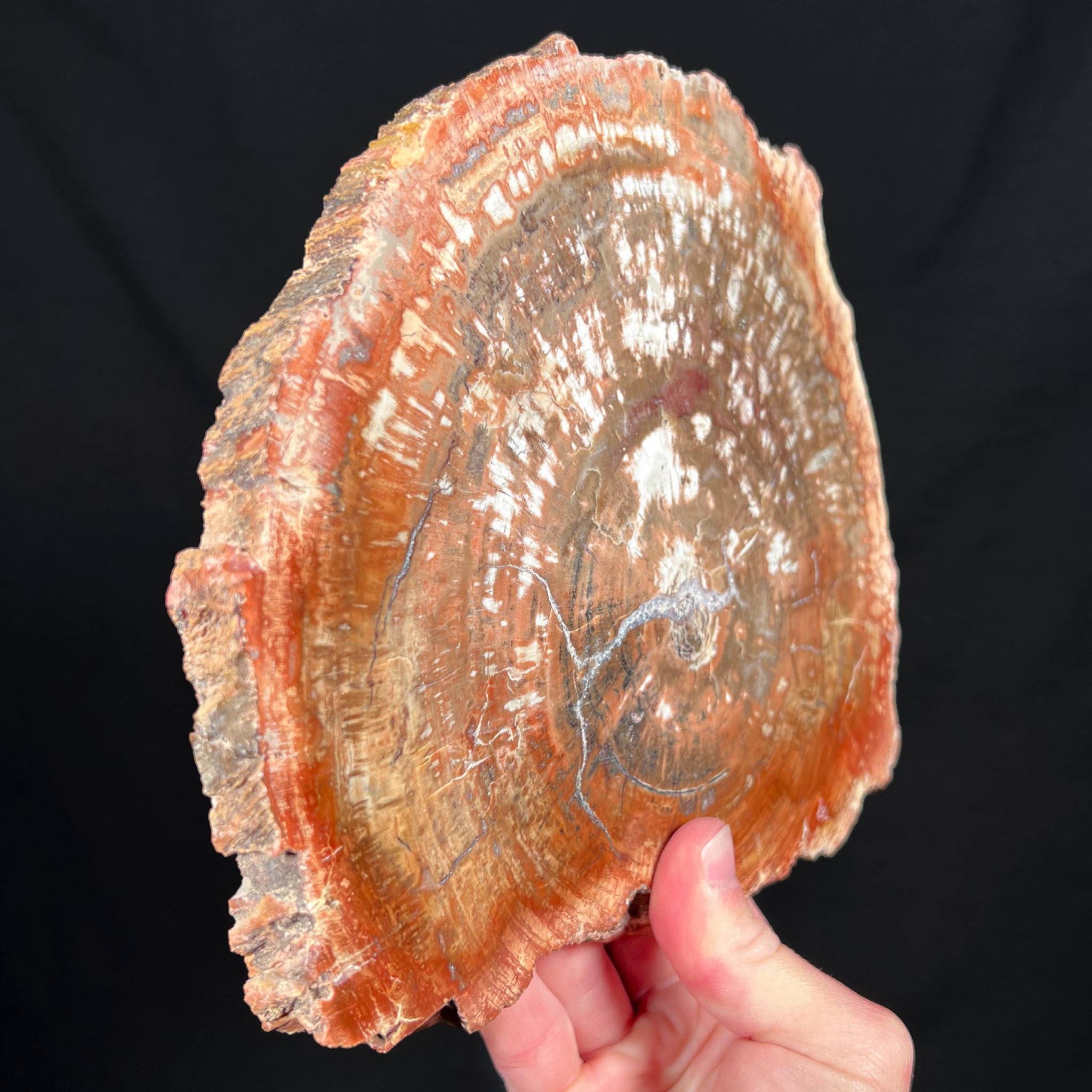 Petrified Wood Slice Madagascar